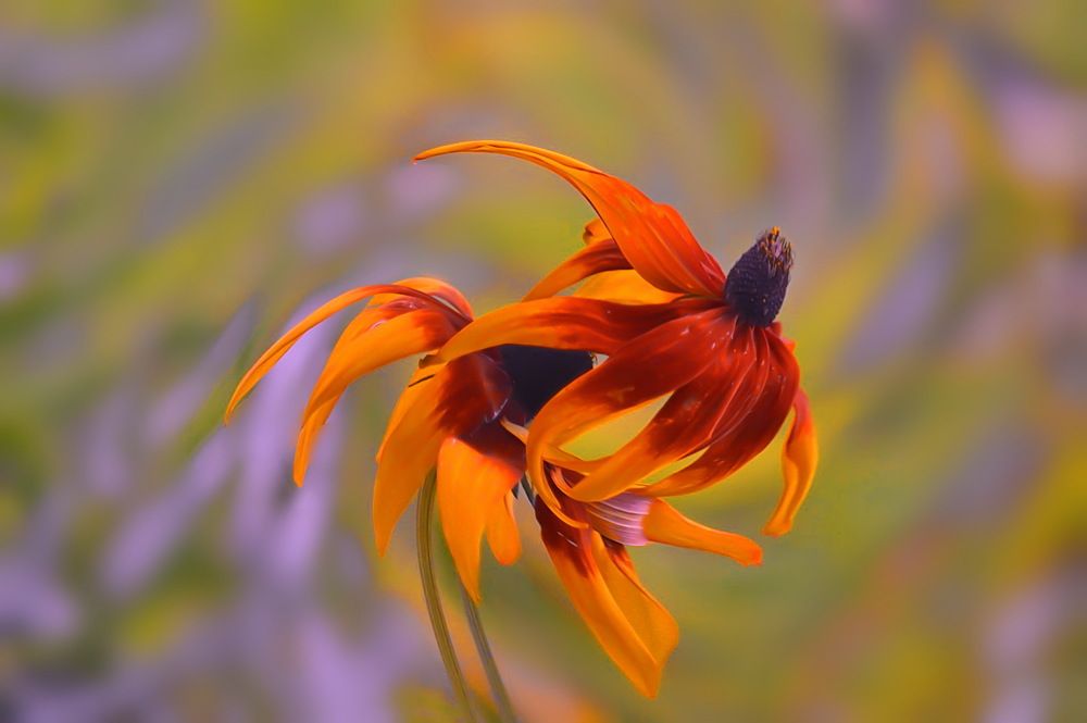 Осеннее танго