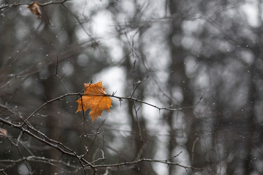 Photograph by Светлана Карнаух