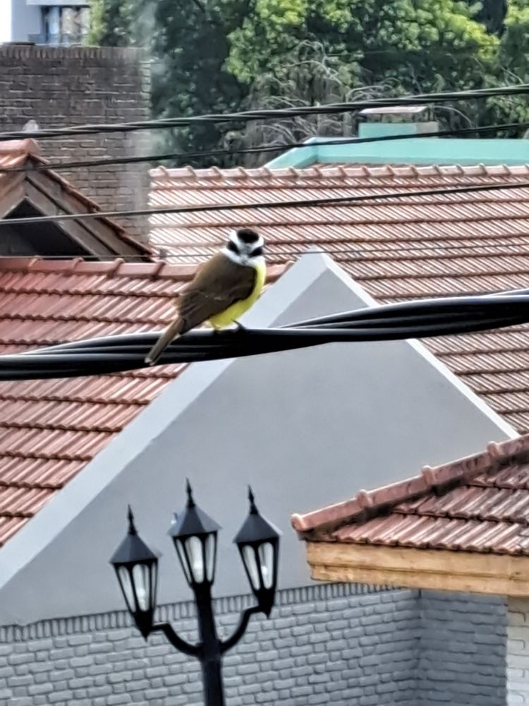 Фотография автора gustavo pecelis