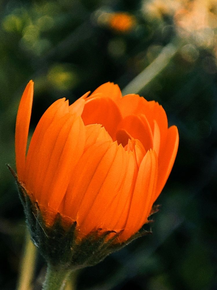 Фотография автора Marina Talalina