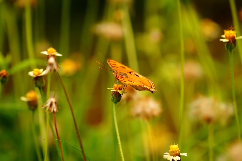Photograph by Rajesh Kumar