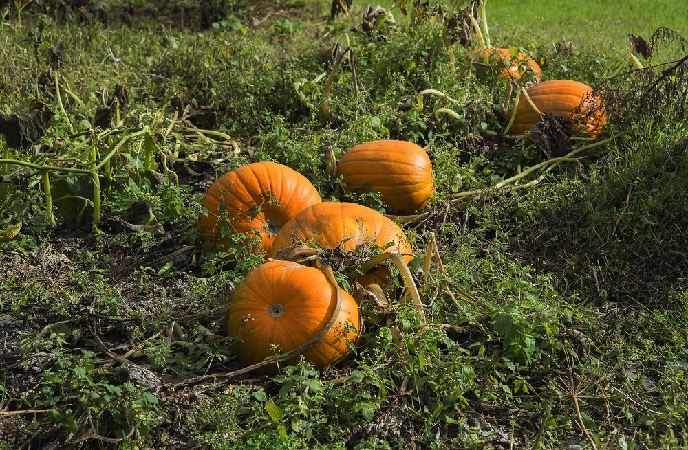 Photograph by Дроздова Наталья