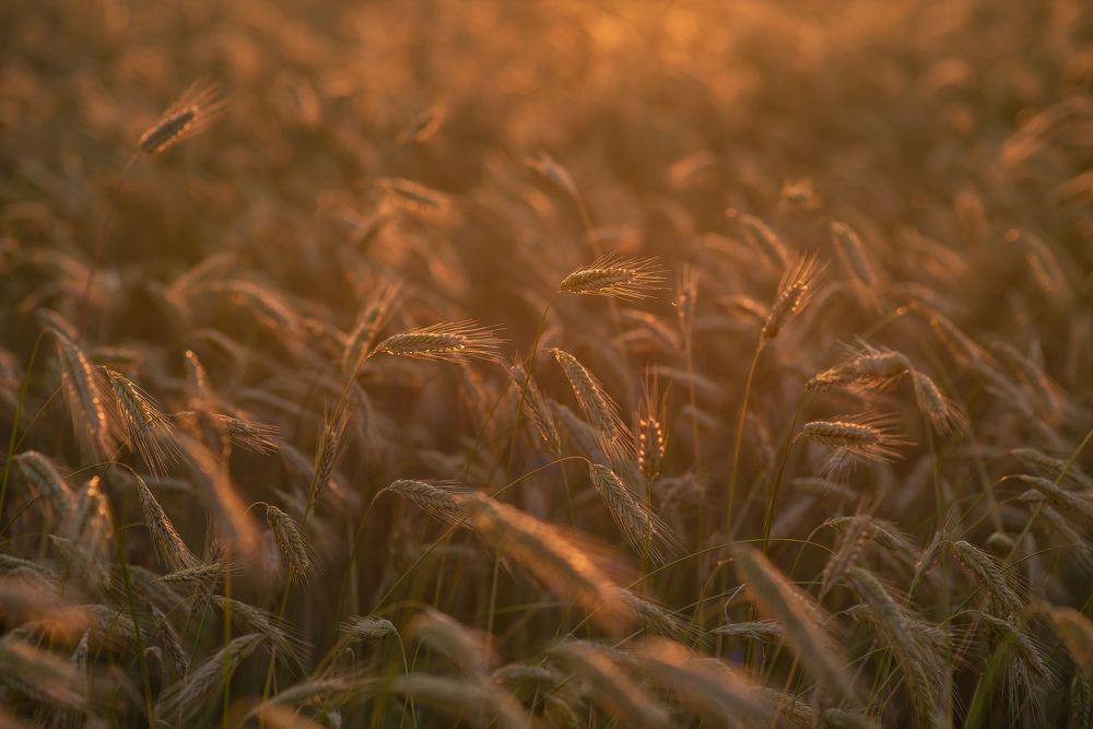 Photograph by Юлианна Волкова