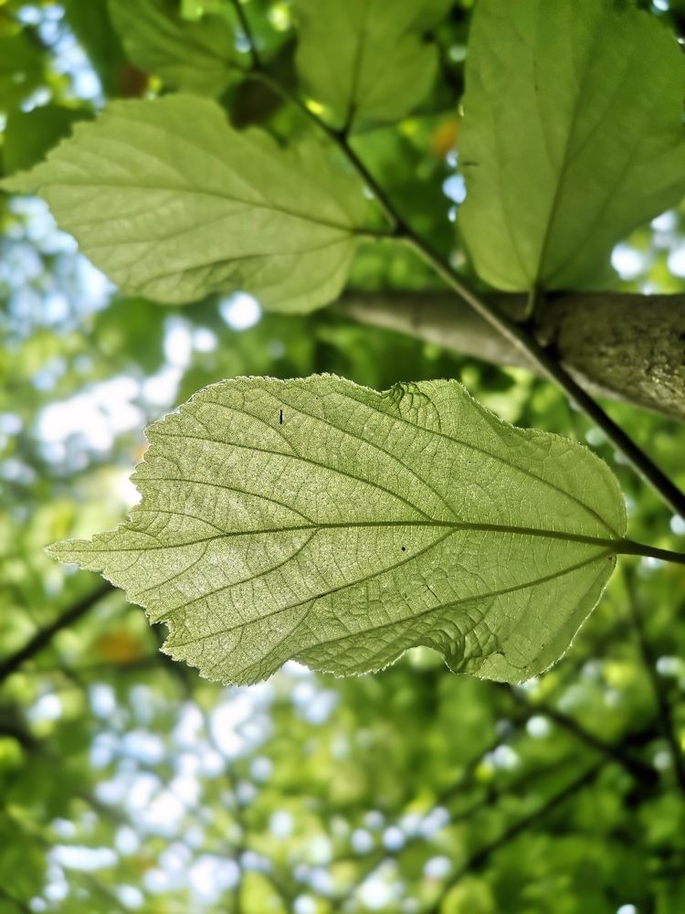 Under a mulberry bush