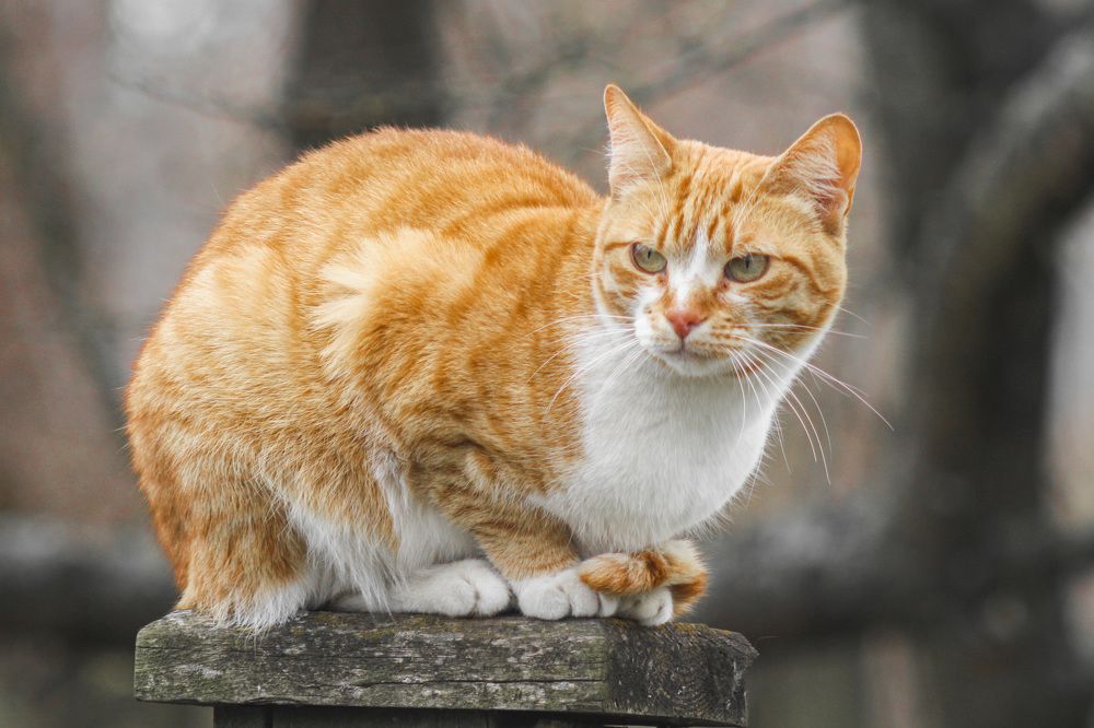 Photograph by Алексей Борисов