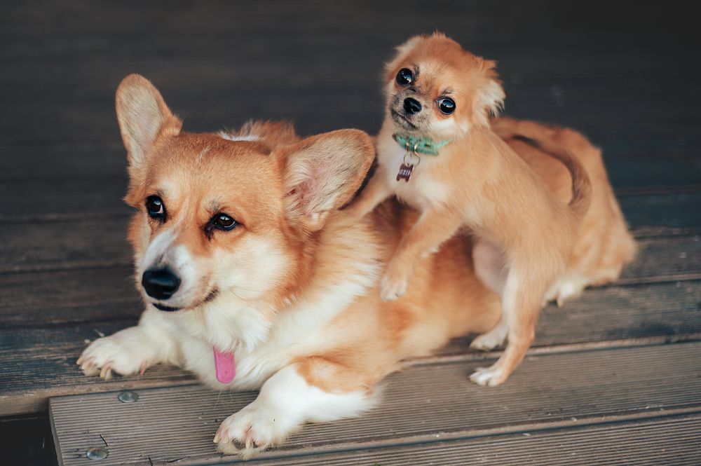 Фотография автора Анна Кирьякова