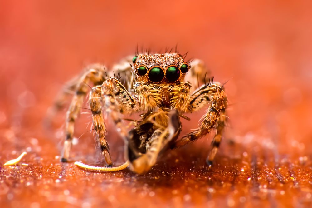 Фотография автора NeCoTi ChonTin