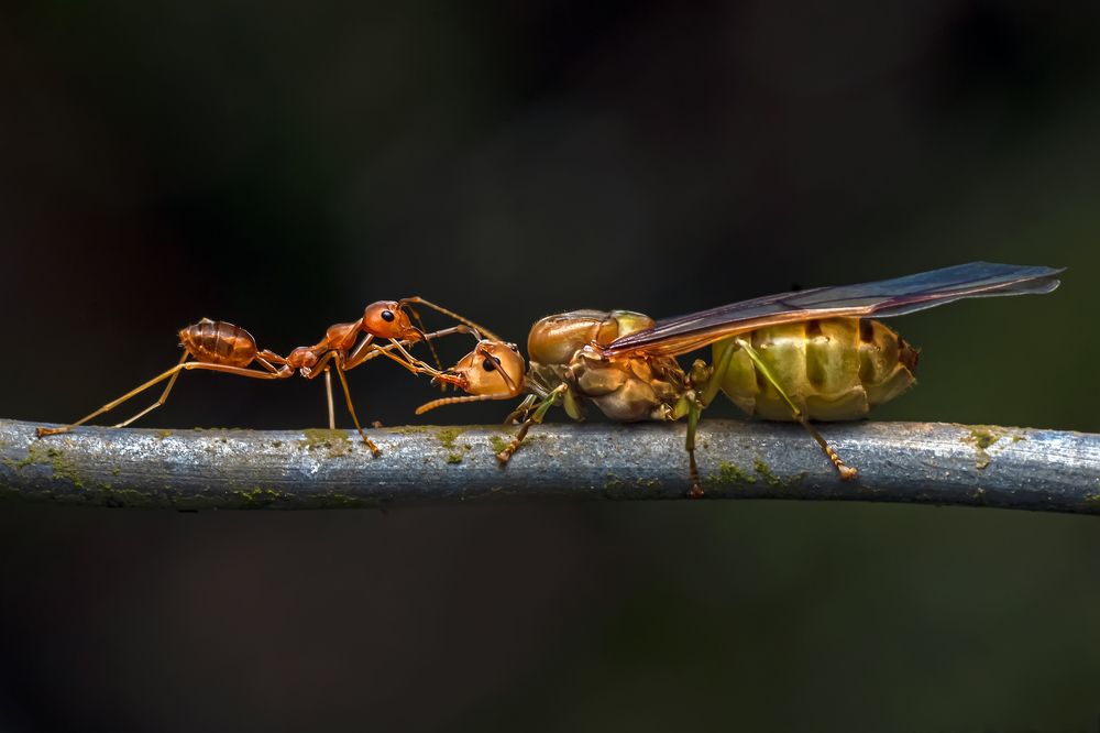 Фотография автора NeCoTi ChonTin