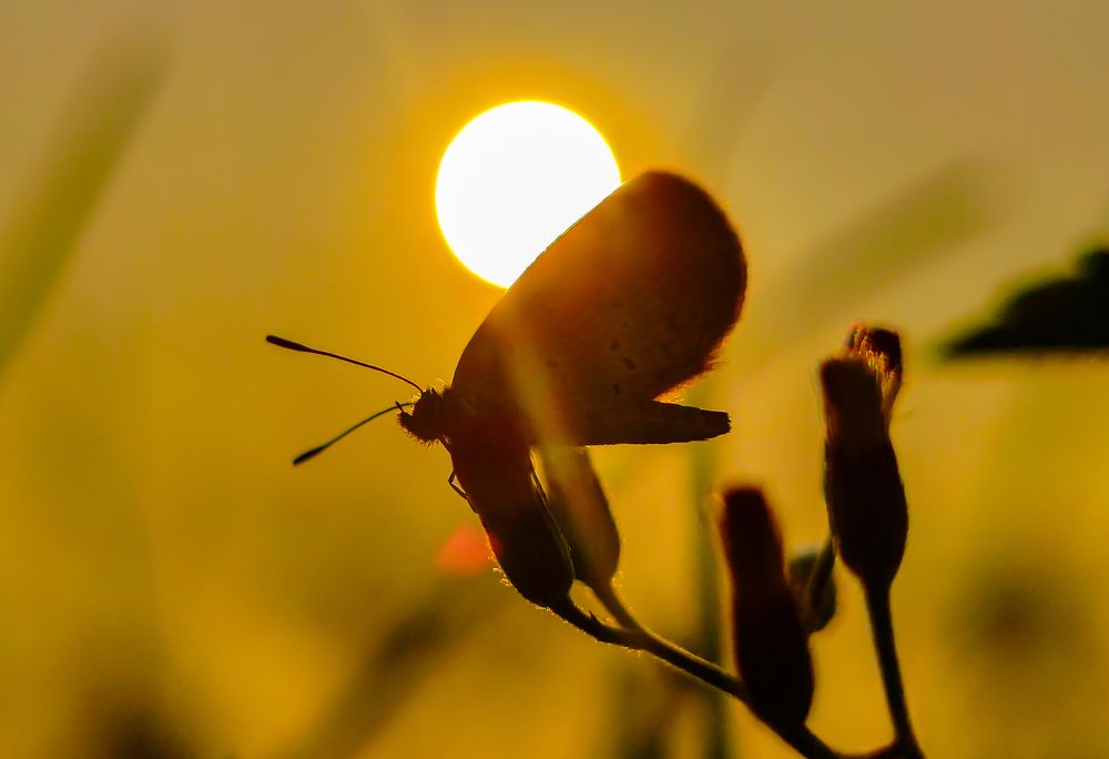 Silhouette of a small butterfly