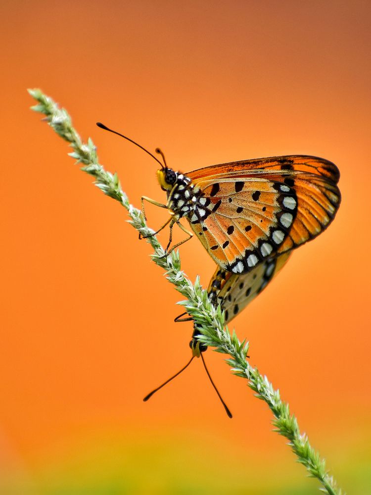 Photograph by Sayandeep Bandyopadhyay