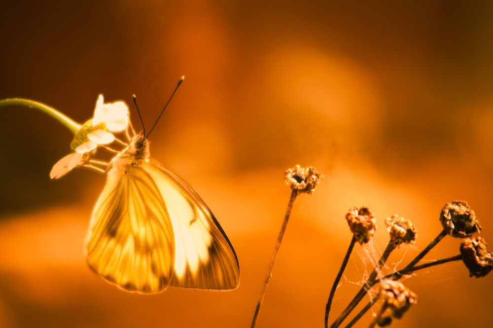 Photograph by Juliana