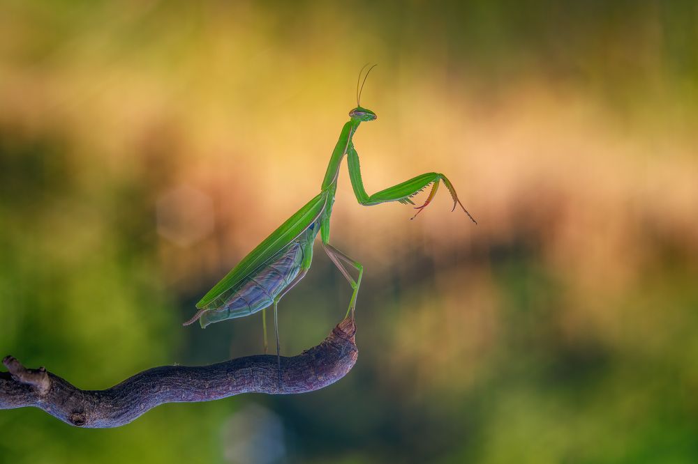 Photograph by Sara Jazbar