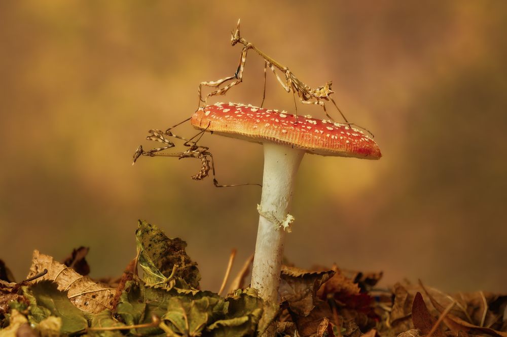 Photograph by Sara Jazbar