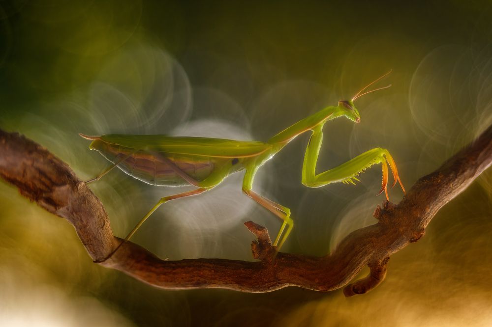 Photograph by Sara Jazbar