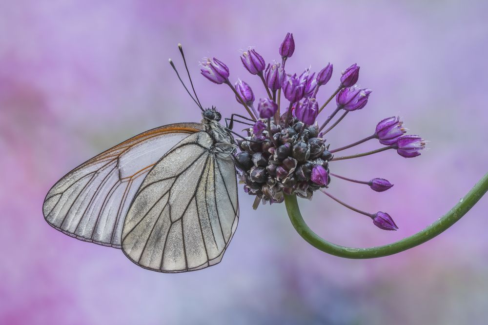 Photograph by Sara Jazbar