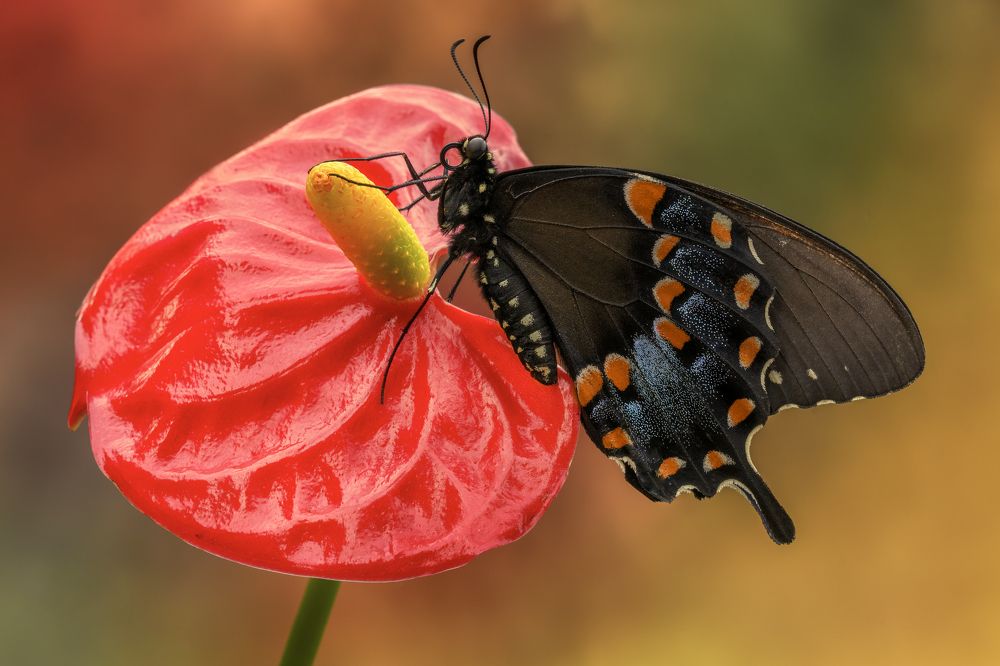 Photograph by Sara Jazbar