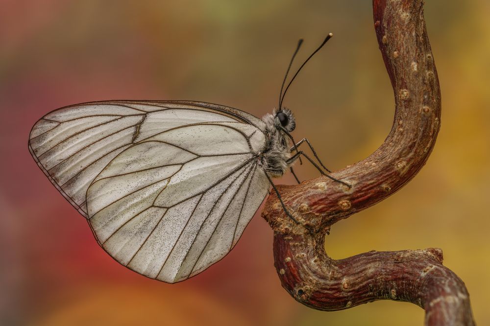 Photograph by Sara Jazbar