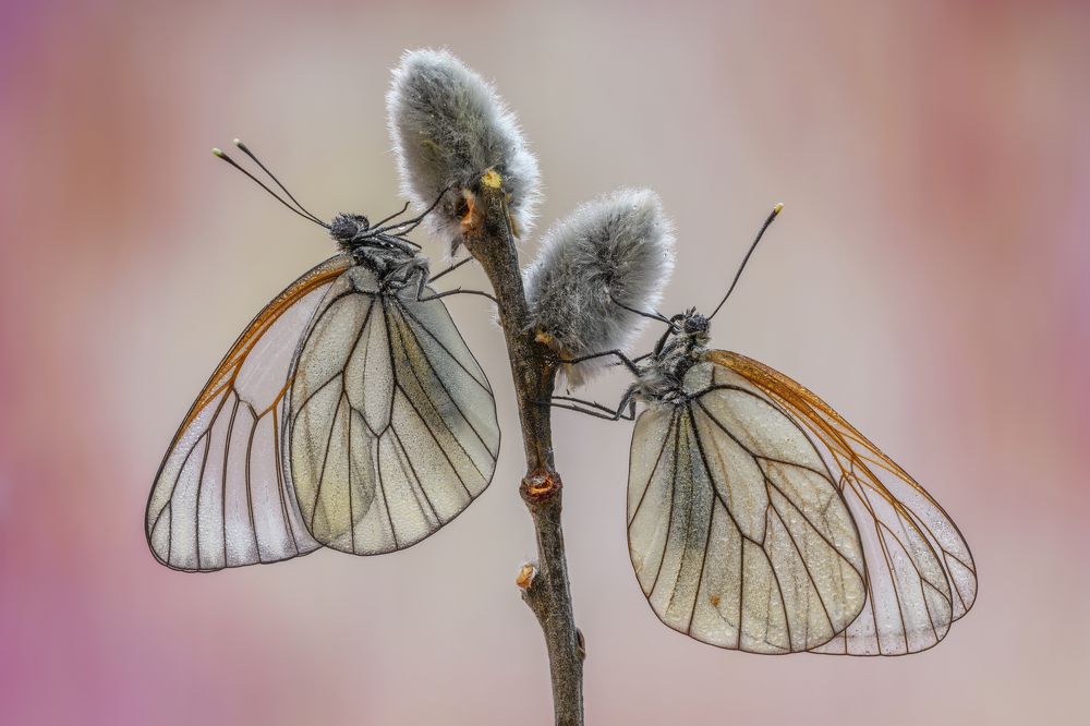 Photograph by Sara Jazbar