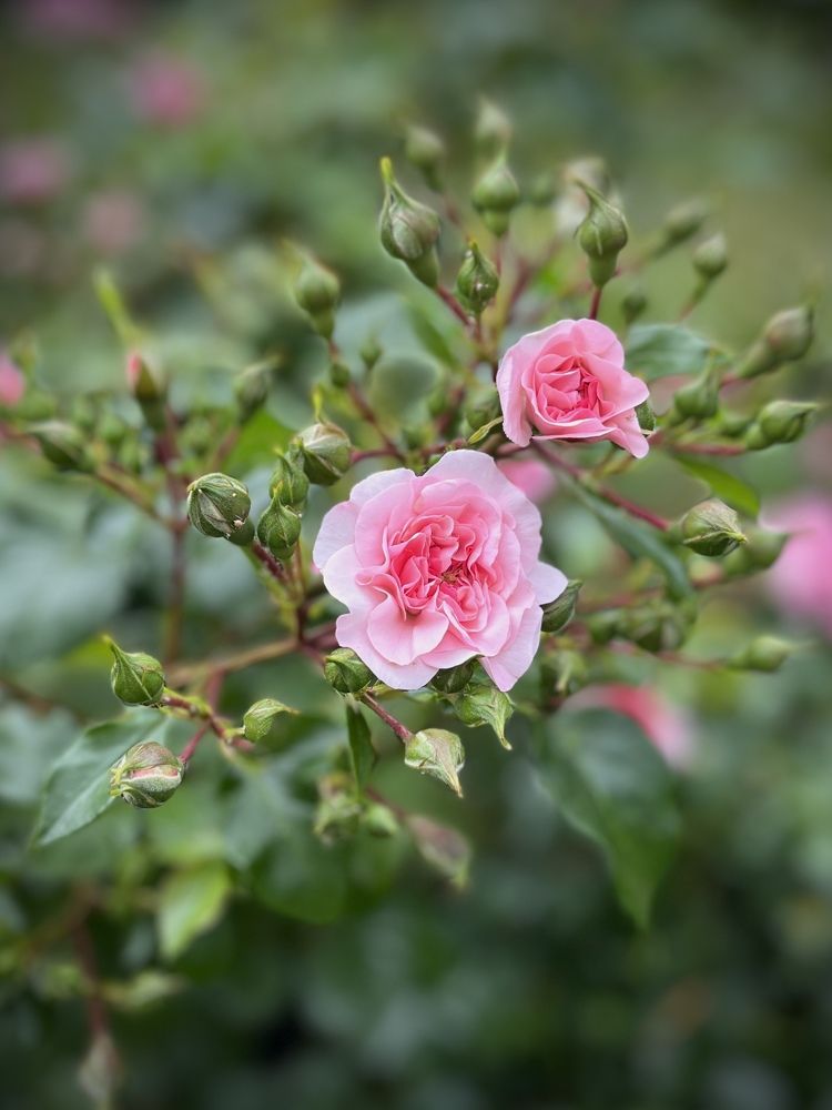 Photograph by Бравичева Анастасия