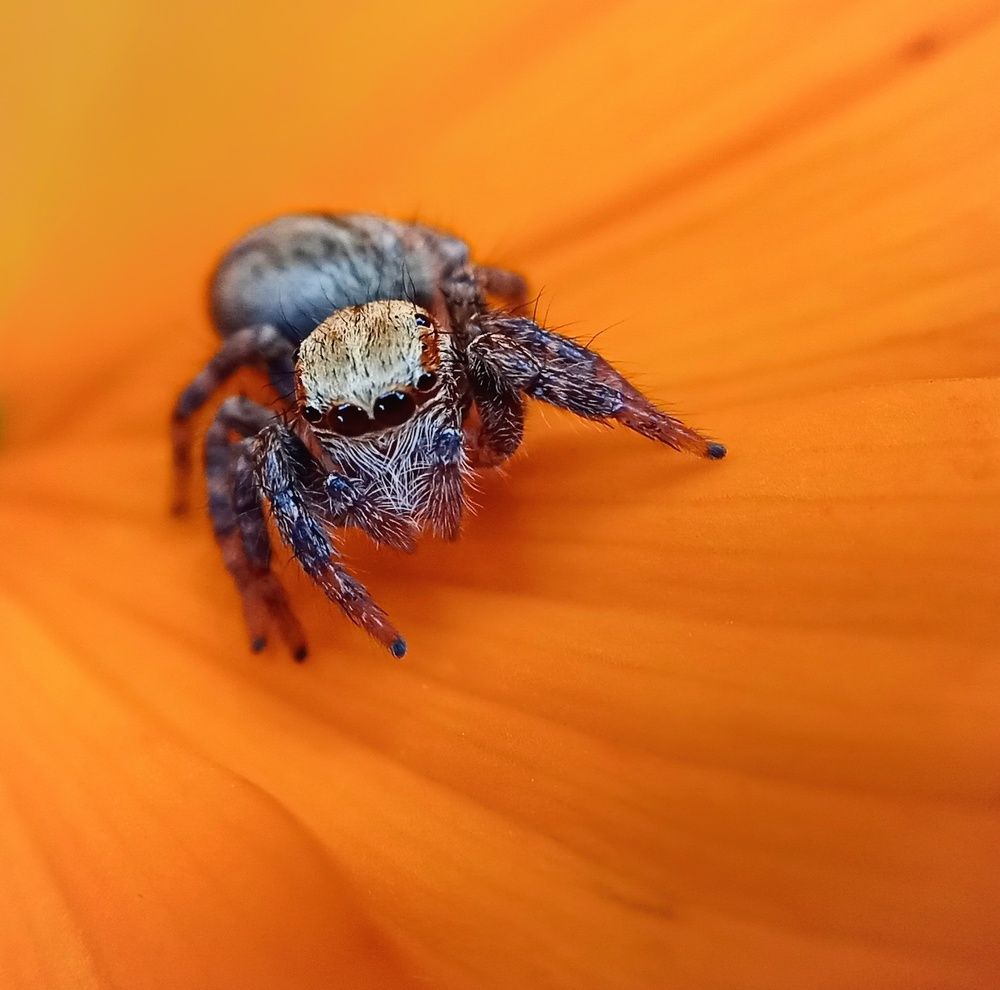 Photograph by Thimira dinisuru