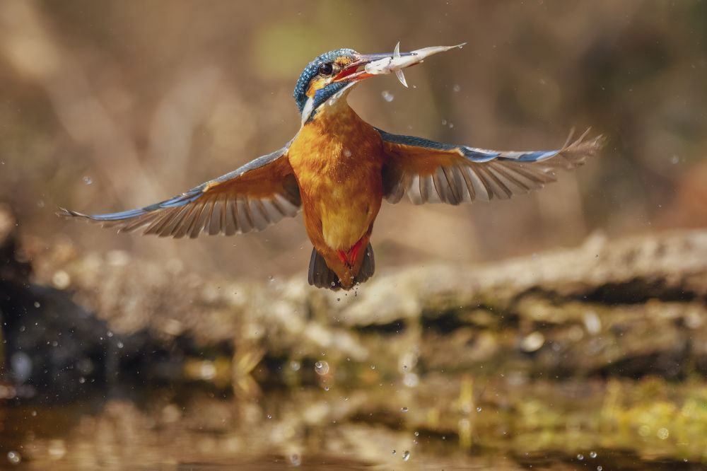 Photograph by Sara Jazbar