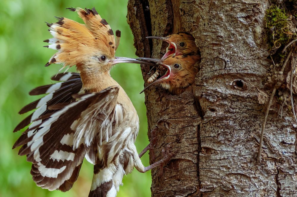 Photograph by Sara Jazbar