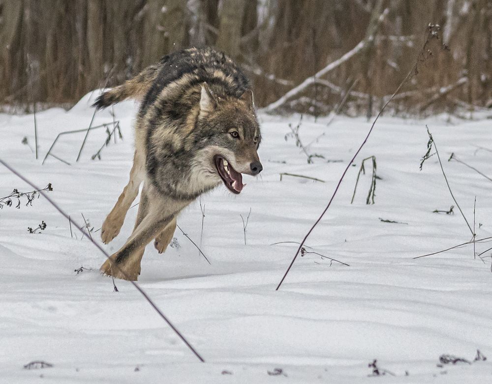 Photograph by Савчук Сергей