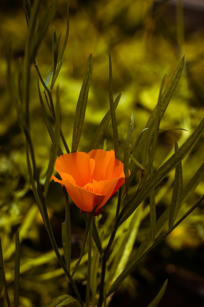 Photograph by Irina Chekanov