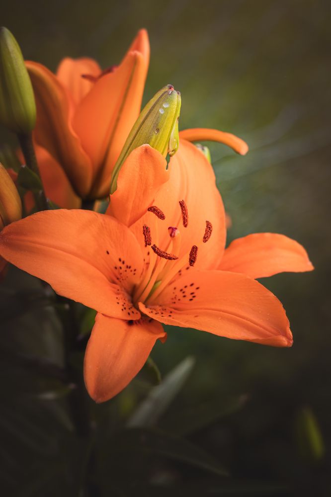 Photograph by Irina Chekanov