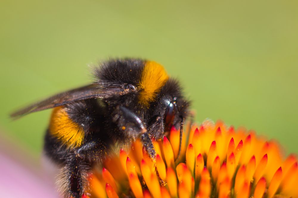 Photograph by Irina Chekanov