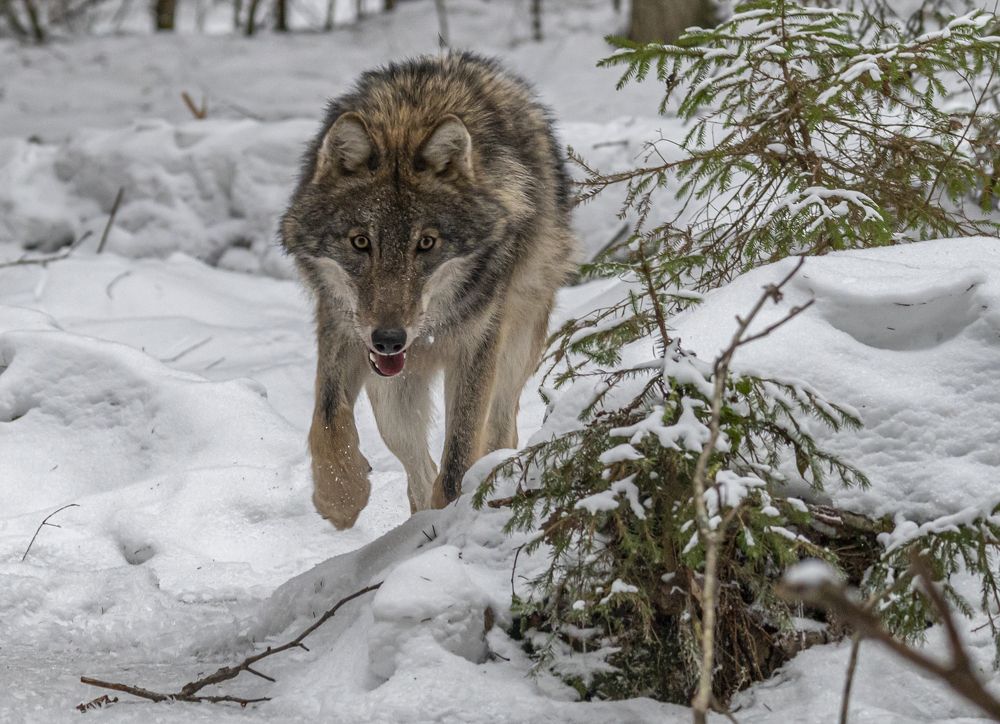 Photograph by Савчук Сергей
