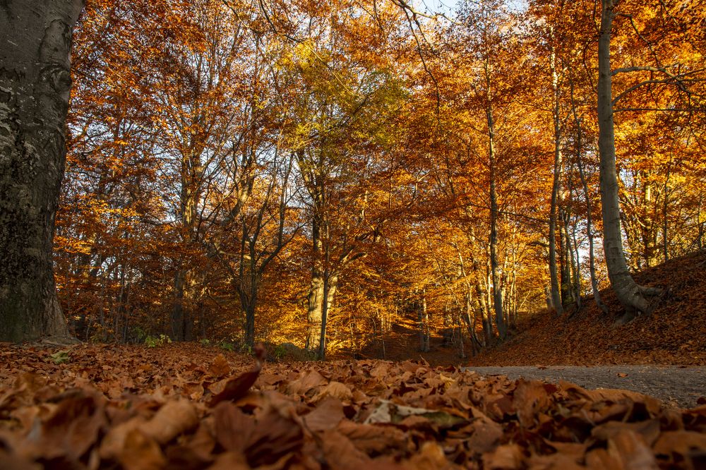 Photograph by Nikolay Dimitrov