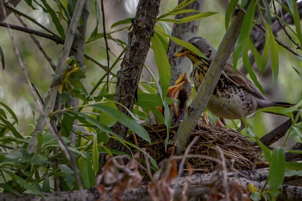 Кормешка птенцов