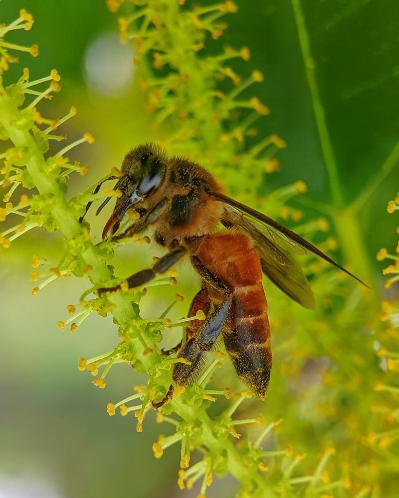 Western honey bee