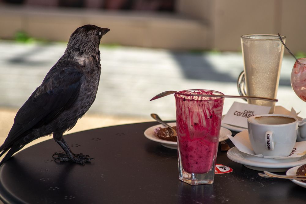 Фотография автора Нина Шкляр