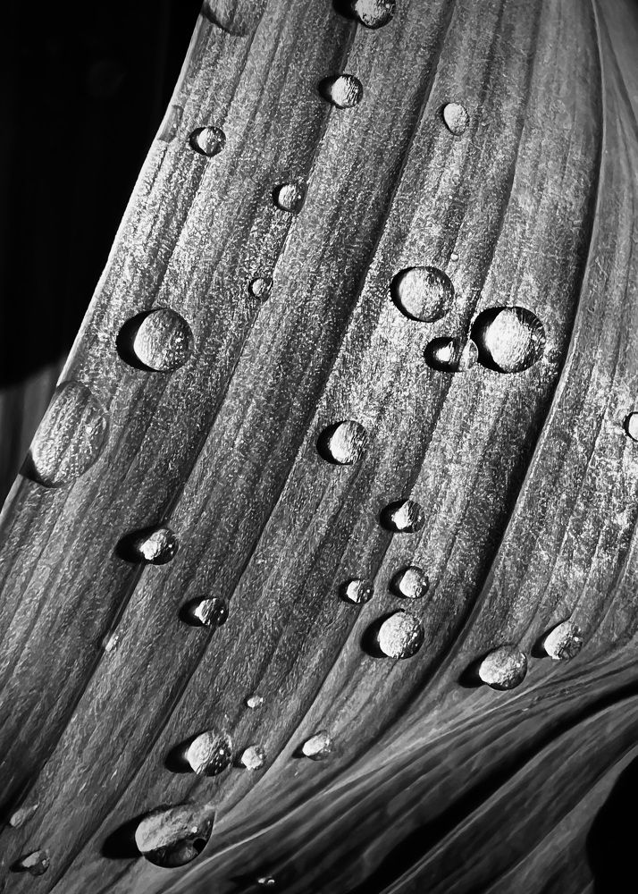 Photograph by Oxana Petlina