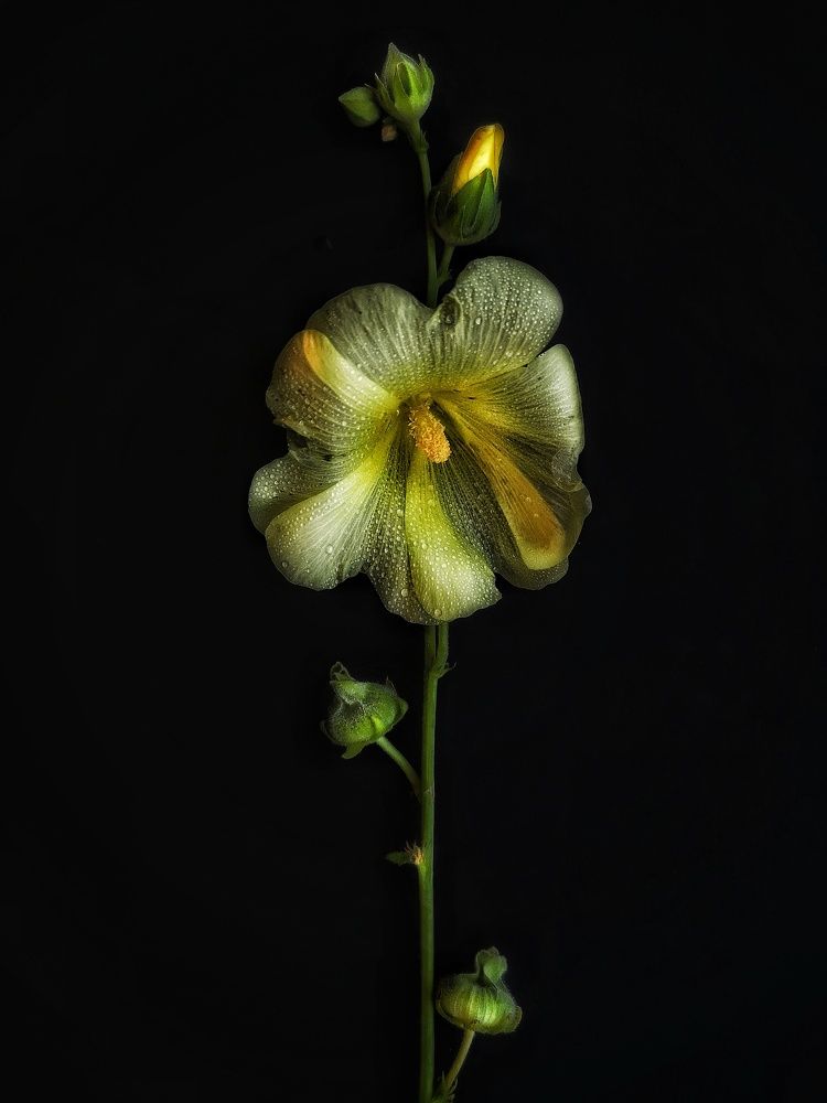 Photograph by Olga Asson