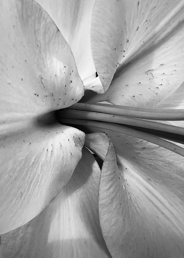 Photograph by Oxana Petlina