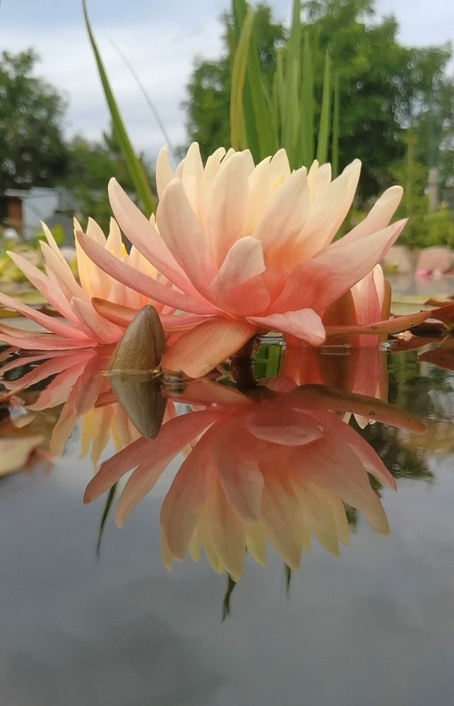 Photograph by Елизавета Лай