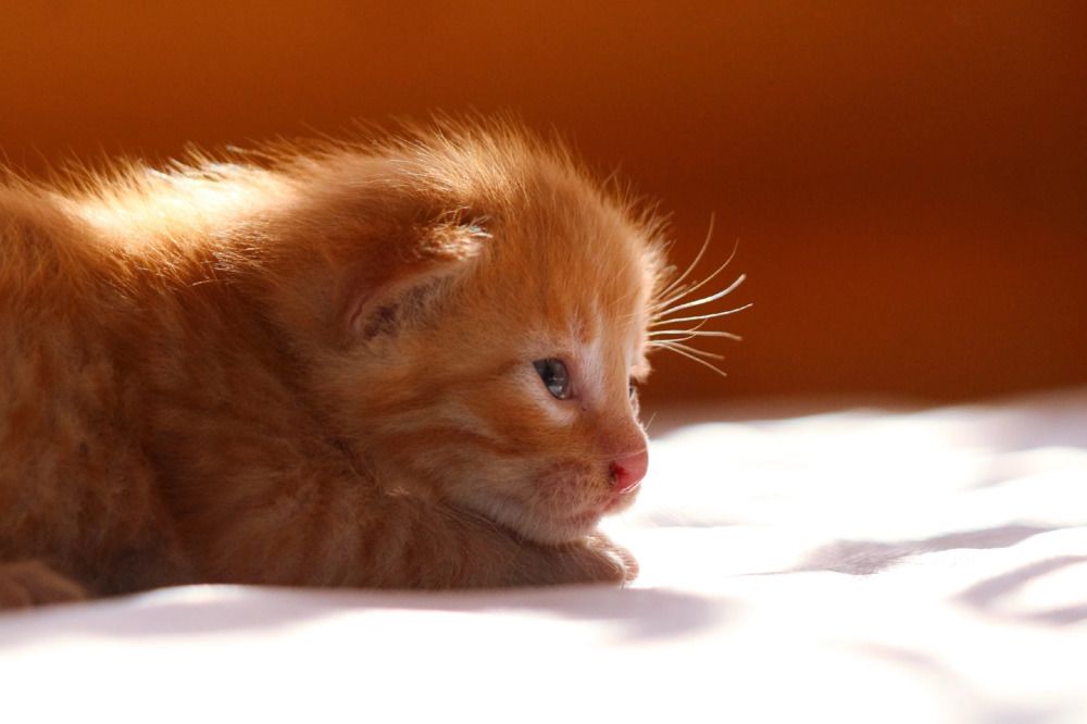 Photograph by Ангелина Высочина