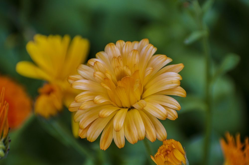 Photograph by Оксана Губанова