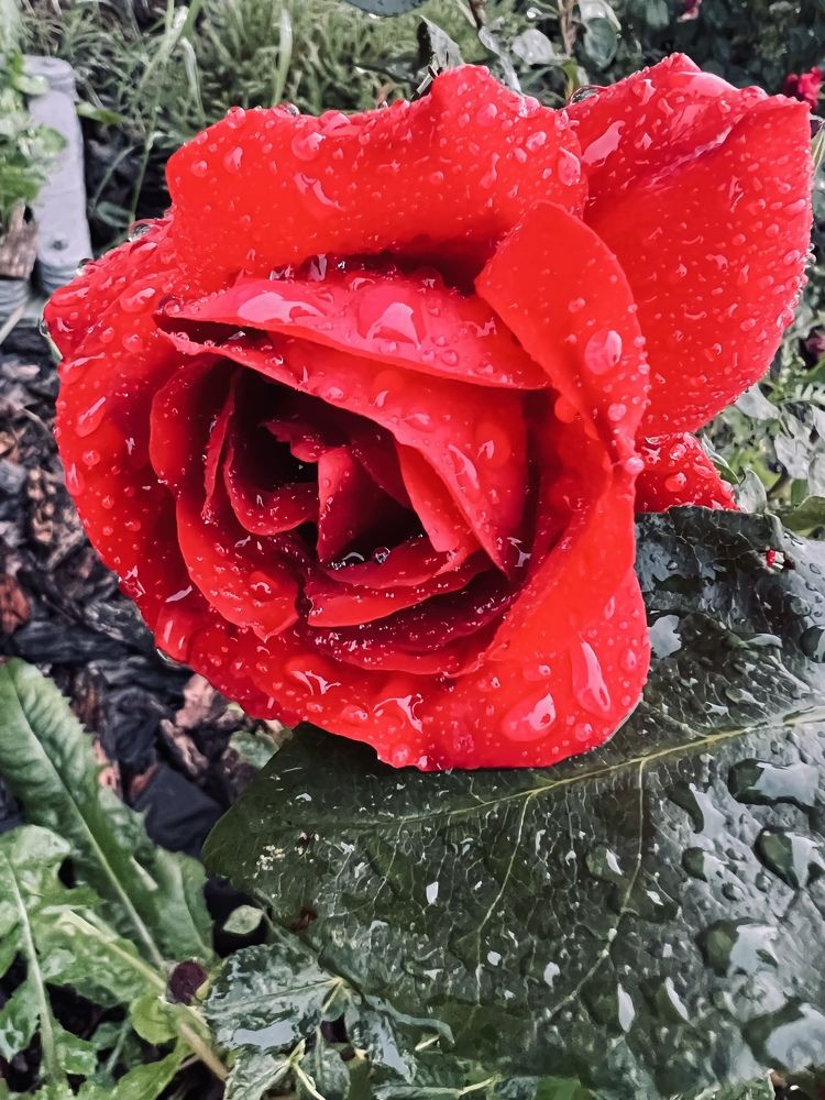 Photograph by Кира