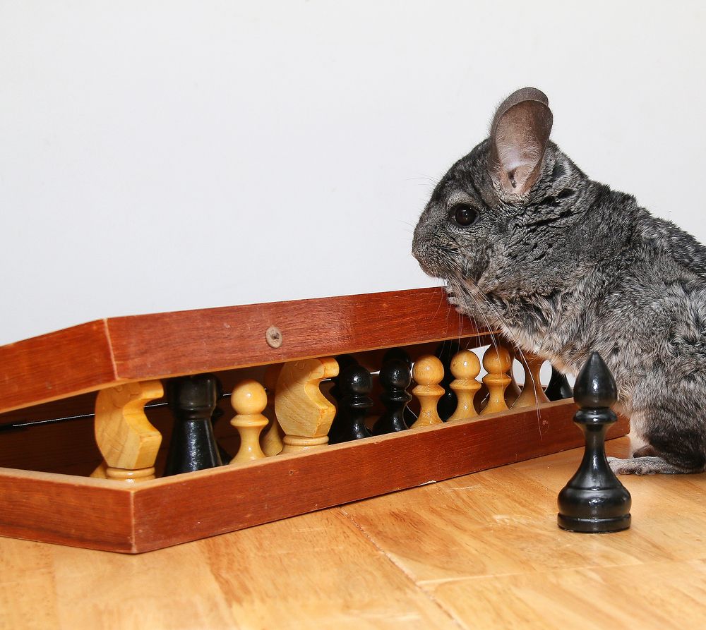 Фотография автора Елена Лаврова