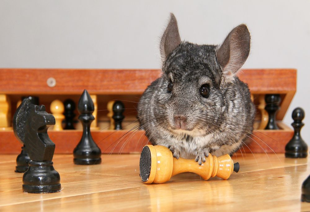 Фотография автора Елена Лаврова