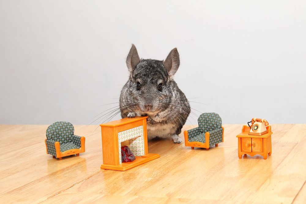 Фотография автора Елена Лаврова