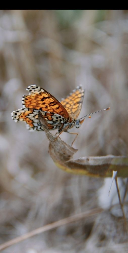 Photograph by Ирина Тихая