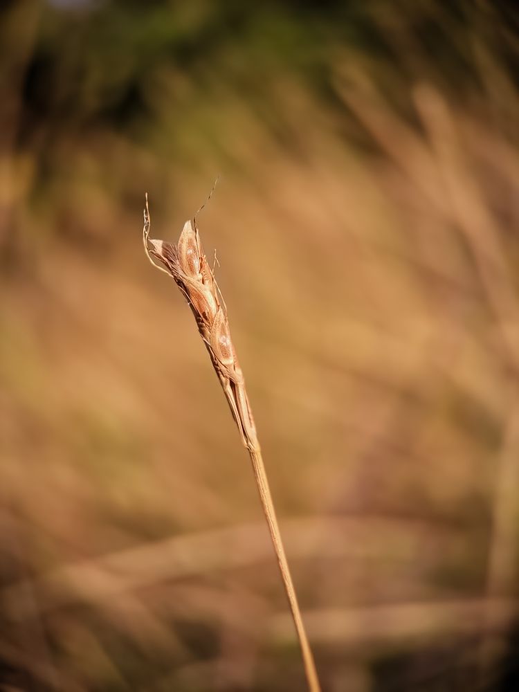 Photograph by Binara Divakara