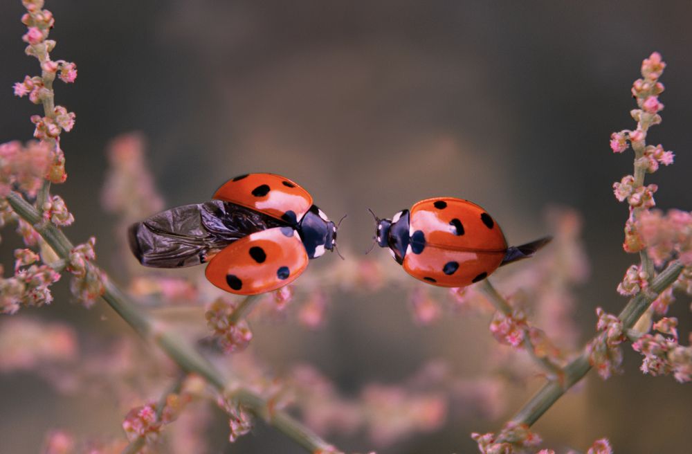 Photograph by Наталья Быстрая