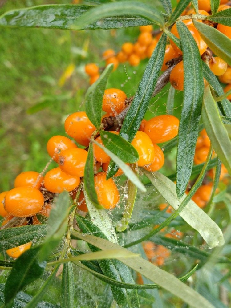 Photograph by Марина Мишина