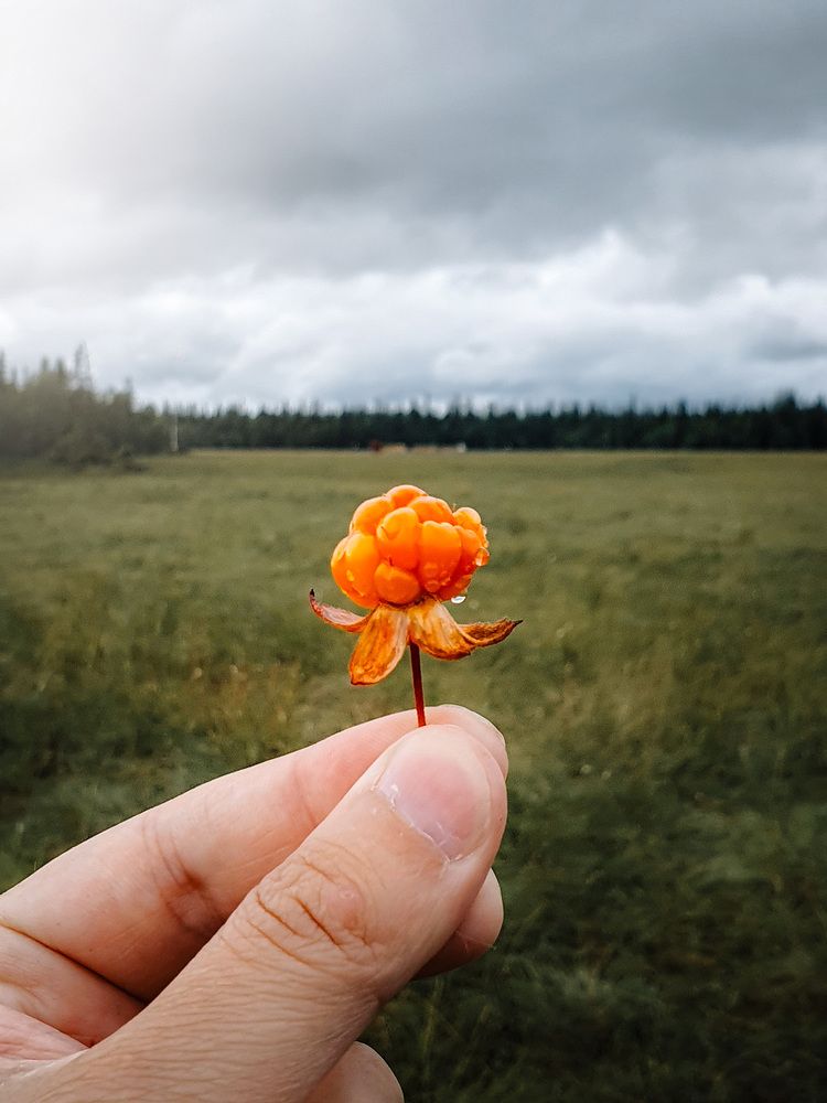 Съешь меня!